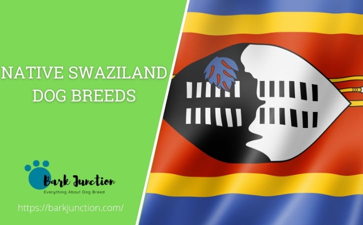 Swaziland dog breeds