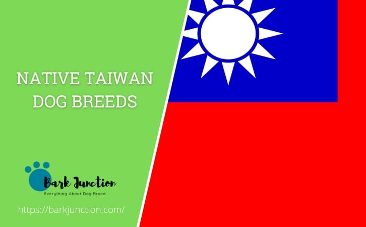 Native Taiwan dog breeds