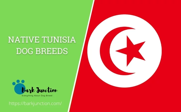 Native Tunisia dog breeds