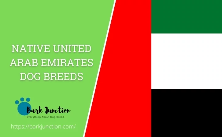 Native United Arab Emirates dog breeds