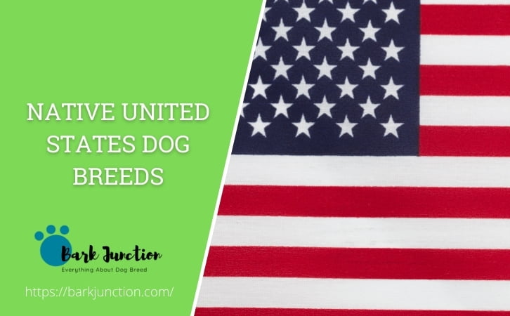 Native United States dog breeds