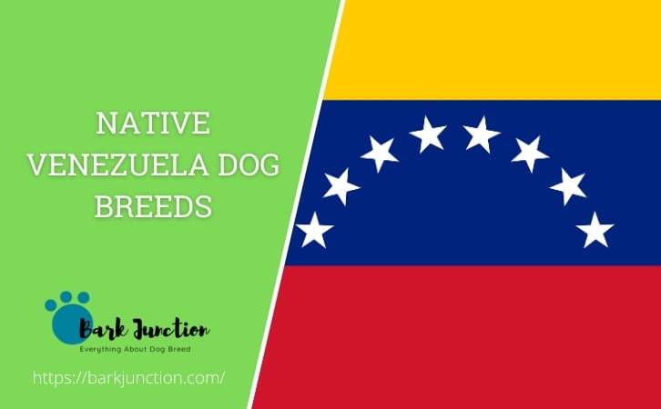 Native Venezuela dog breeds