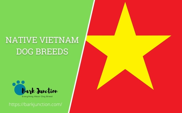 Native Vietnam dog breeds