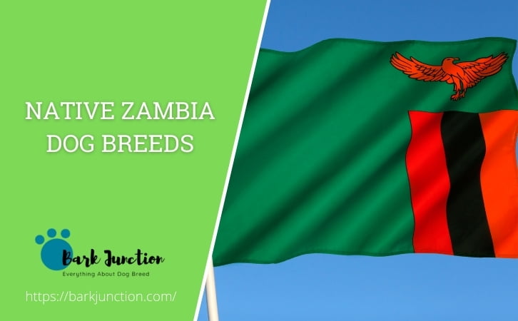Native Zambia dog breeds