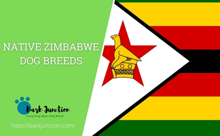 Native Zimbabwe dog breeds