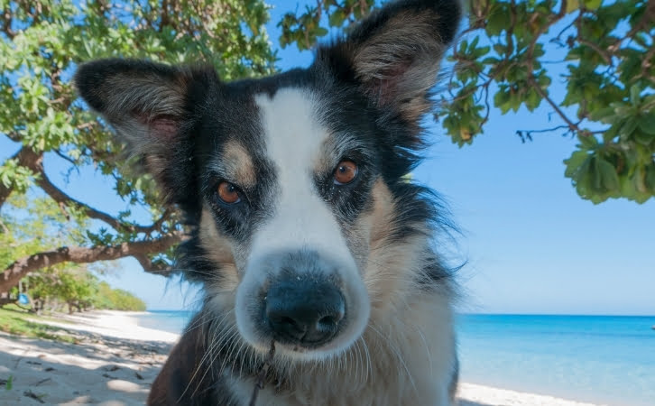Samoa dog breeds