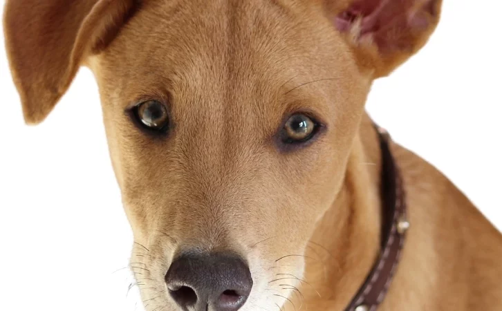 Turks and Caicos Islands dog breeds