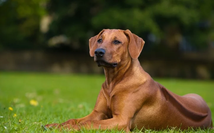 South African dog breeds