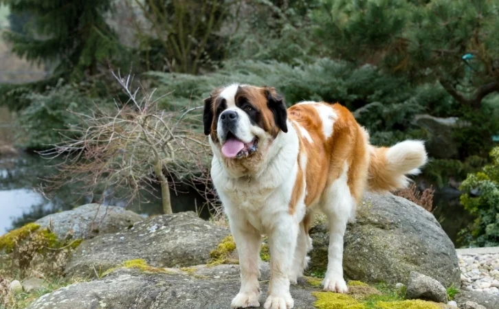 Saint Kitts and Nevis dog breeds