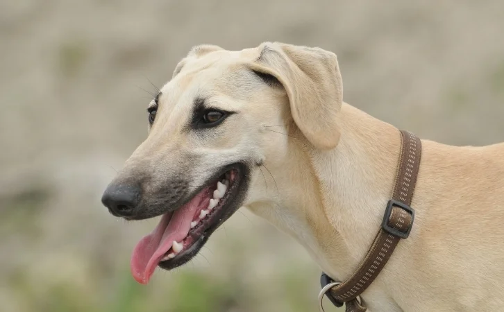 Saudi Arabian dog breeds