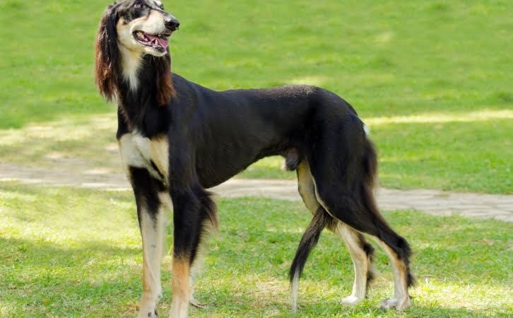 Syrian dog breeds