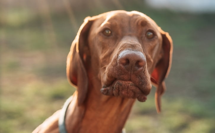 San Marino dog breeds
