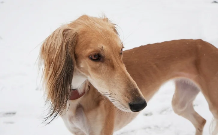 Uzbekistan dog breeds