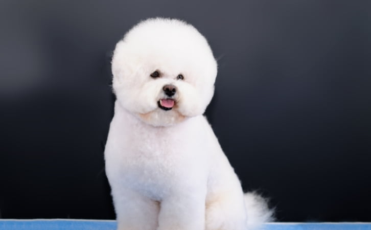 Reunion Island dog breeds