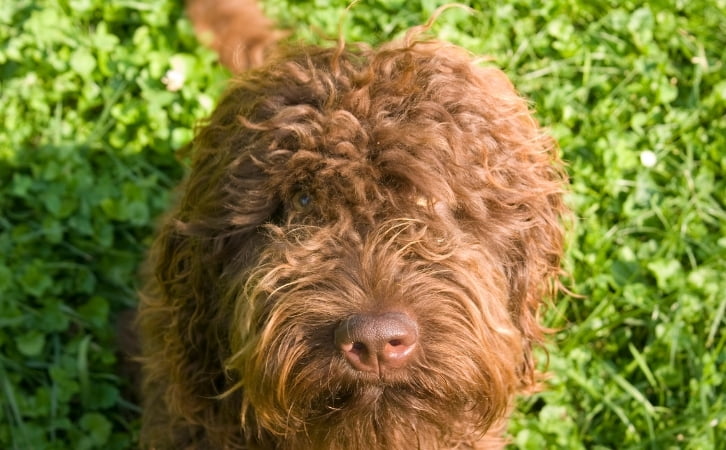 Reunion Island dog breeds