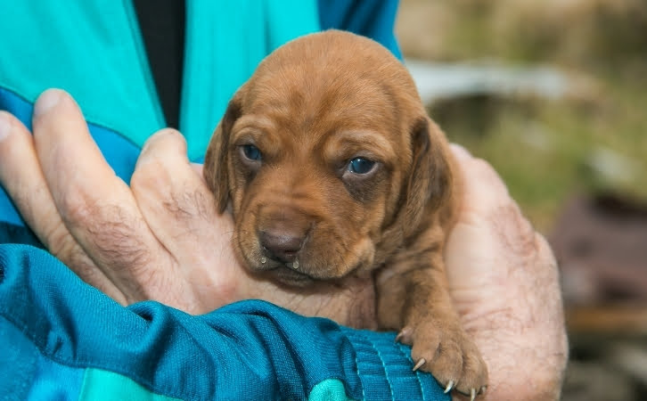 Reunion Island dog breeds