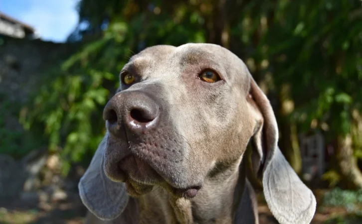 Saudi Arabian dog breeds