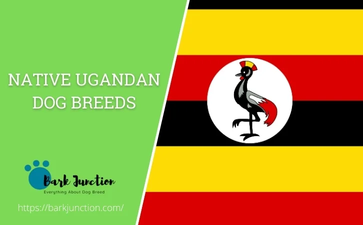 native Ugandan dog breeds