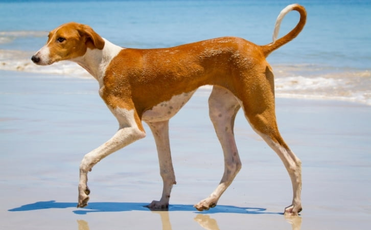 Central African Republic dog breeds