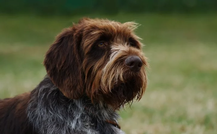 czech dog breeds