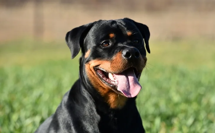 Virgin Islands dog breeds
