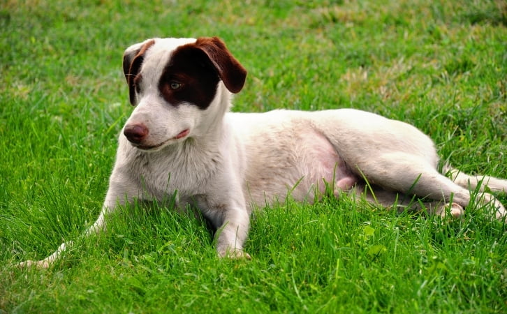 Democratic Republic of the Congo dog breeds