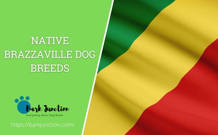 Native Brazzaville dog breeds