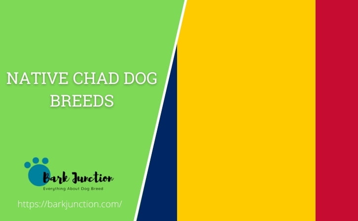 Native Chad dog breeds