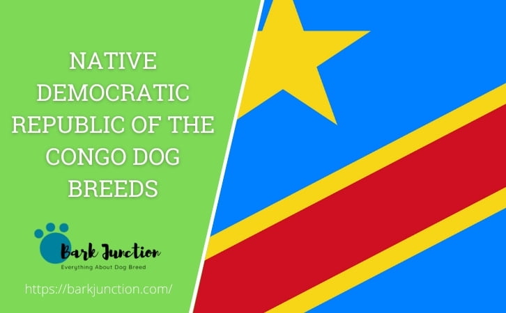 Native Democratic Republic of the Congo dog breeds