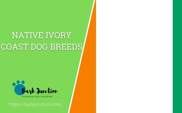 Native Ivory Coast dog breeds