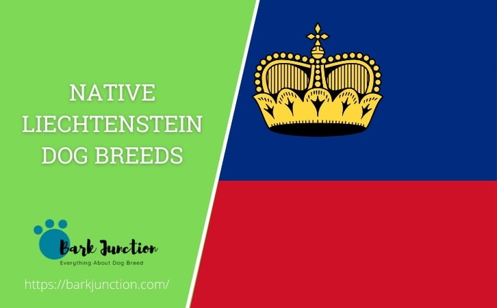 Native Liechtenstein dog breeds