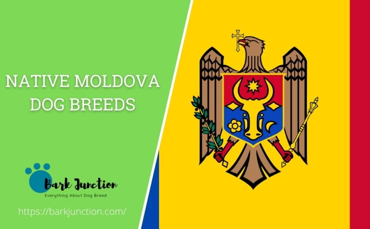 Native Moldova dog breeds