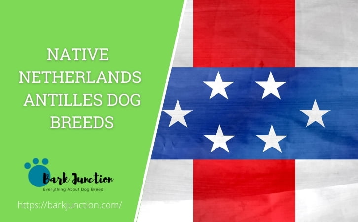 Native Netherlands Antilles dog breeds