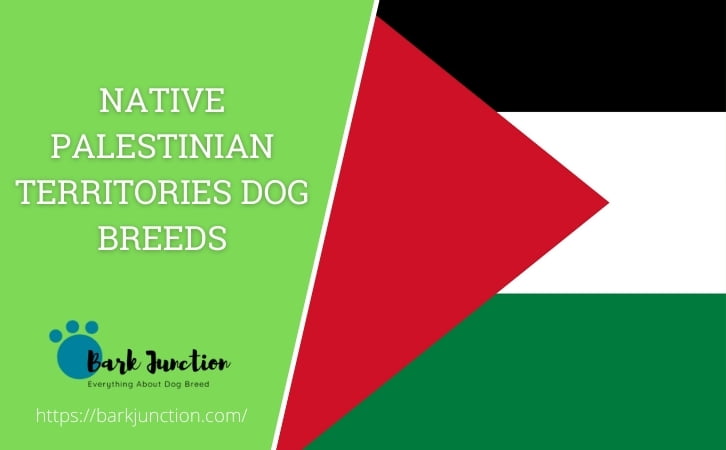 Native Palestinian territories dog breeds
