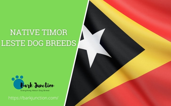Native Timor Leste dog breeds