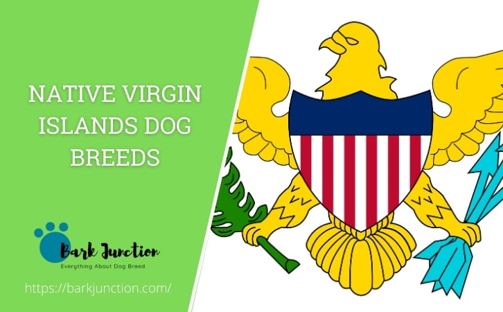 Native Virgin Islands dog breeds