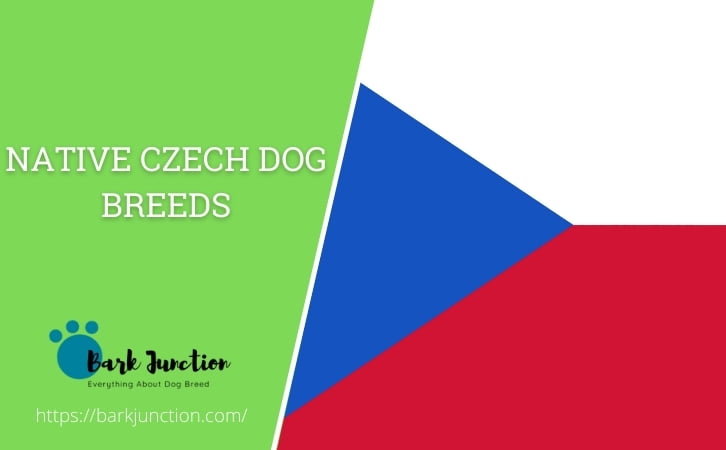 Native czech dog breeds