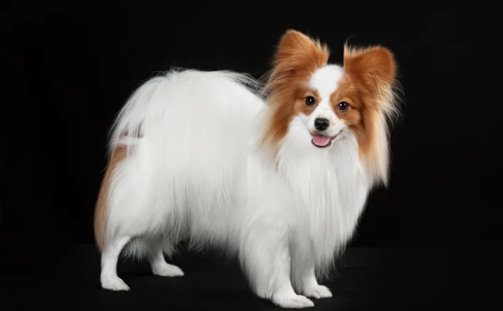French Southern and Antarctic Lands dog breeds