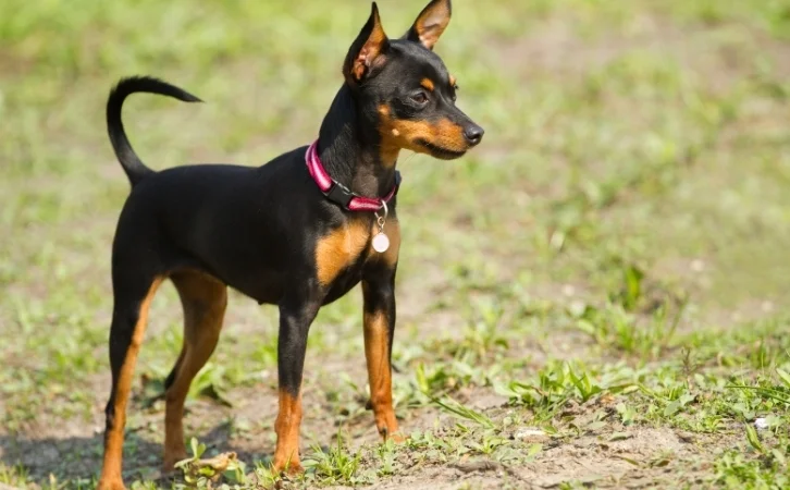 czech dog breeds