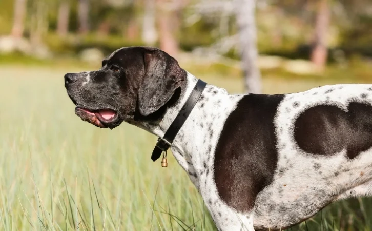 Virgin Islands dog breeds