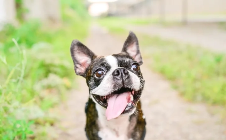 Virgin Islands dog breeds