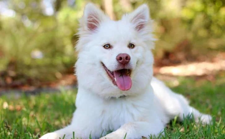 Chad dog breeds