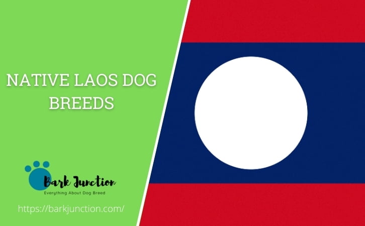 Native Laos dog breeds