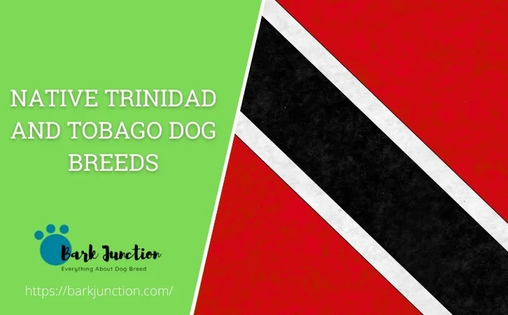 Native Trinidad and Tobago dog breeds