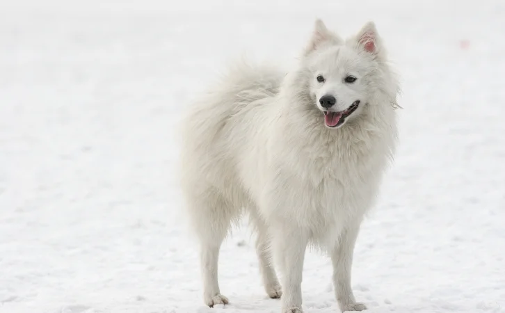 What dogs are native to India
