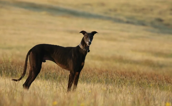 What dogs are native to India