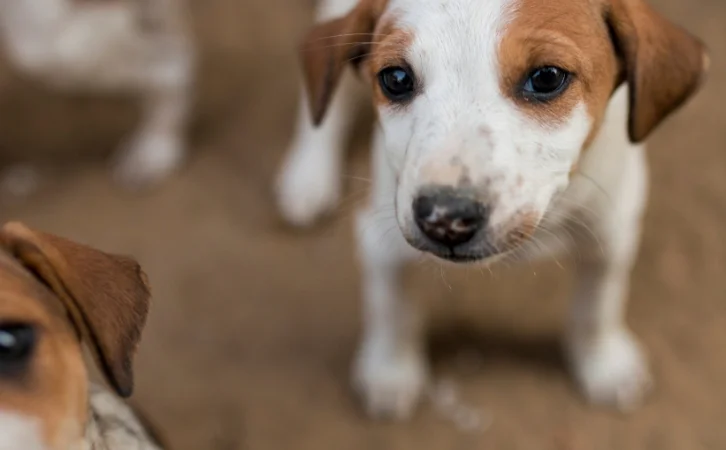 What dogs are native to India