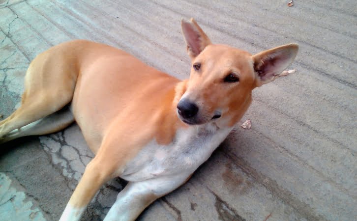 rajapalayam dog price in indian rupees