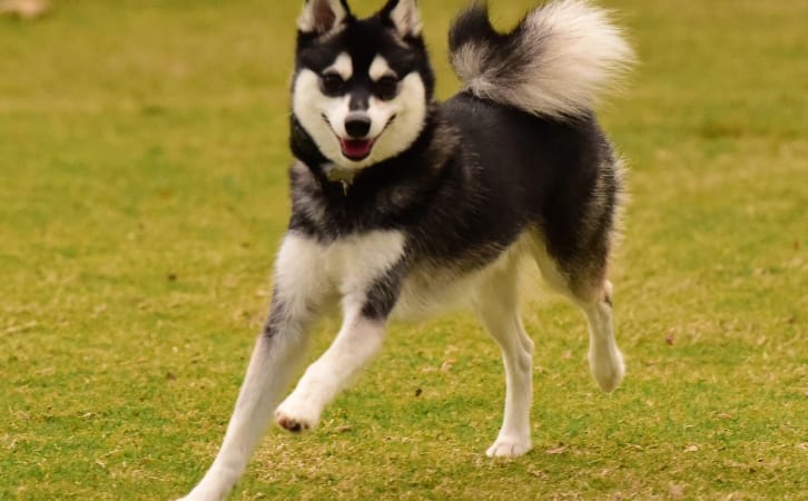 Alaskan Klee Kai price in indian rupees