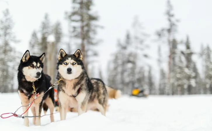 Alaskan husky price in indian rupees